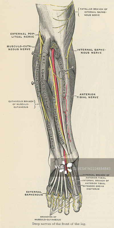 老版雕刻插图显示胫神经，这是坐骨神经的两个末端分支之一，主要支配小腿后侧肌肉和足部肌肉。图片素材