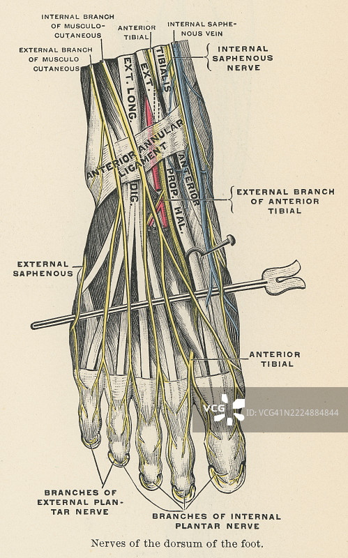 老版雕刻插图，显示足背，主要由浅腓神经、深腓神经和腓肠神经的分支支配。图片素材