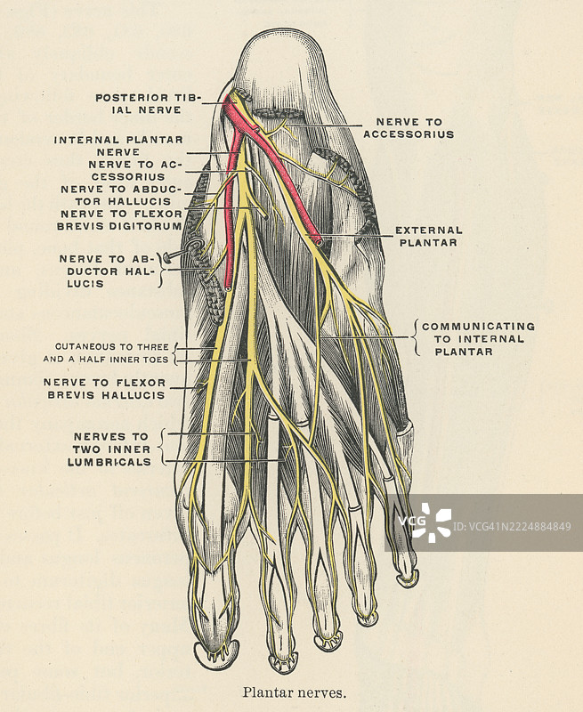 老式雕刻插图，展示了足底神经（内侧和外侧足底神经）作为胫神经的分支，负责支配脚底。图片素材
