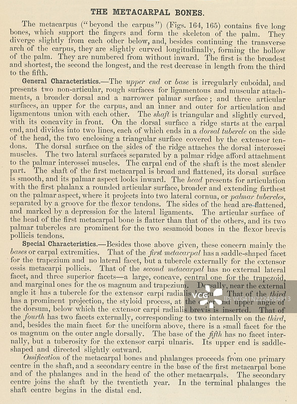 古老的雕刻插图，展示了一本人体解剖书中的一页，描述了掌骨，这五根位于手掌的长骨，连接手腕（腕骨）与手指根部（指骨）。图片素材