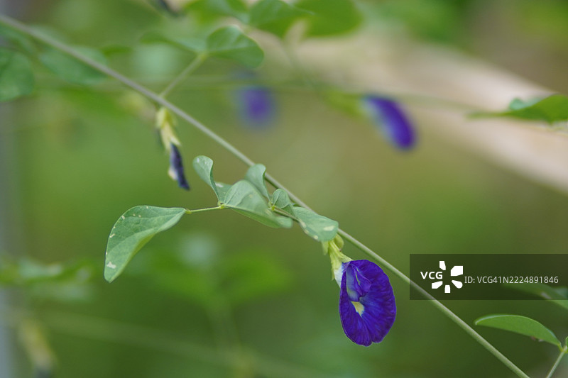 蓝色蝶豆花（Clitoria ternatea L.）在绿色模糊自然背景下的柔焦效果，盛开的藤本植物，生长在亚洲热带地区，单朵蓝色蝶豆花。图片素材