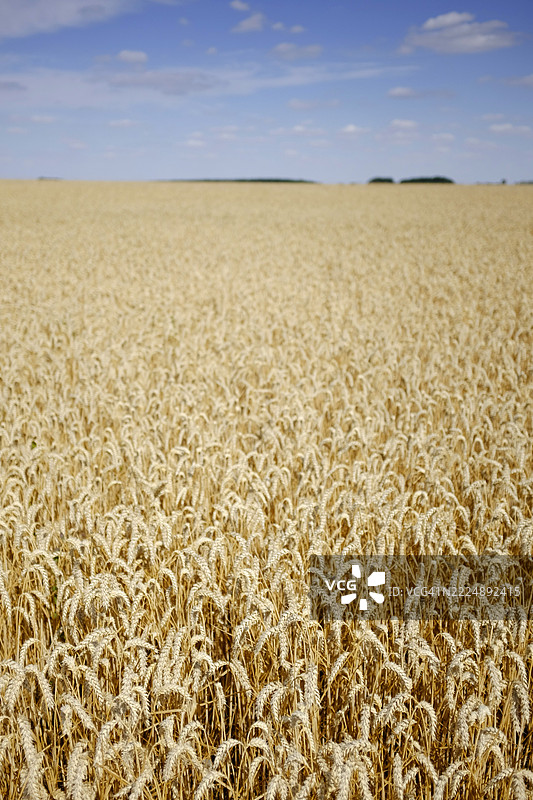 法国塞纳-马恩的麦田图片素材