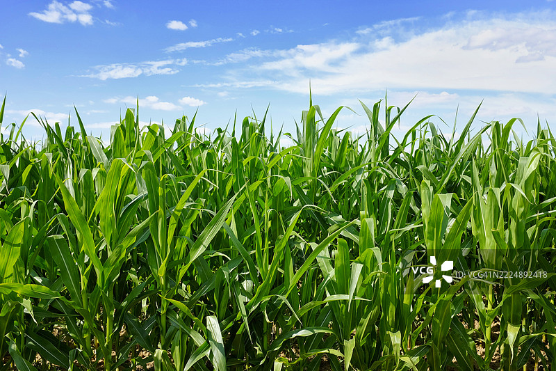 法国塞纳-马恩的麦田图片素材
