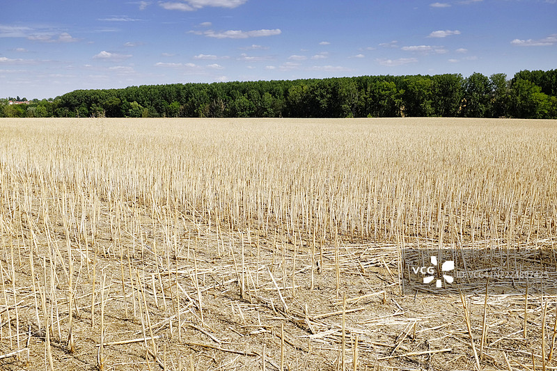 法国塞纳-马恩的麦田图片素材