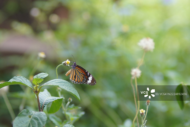 丹娜斯凤蝶图片素材