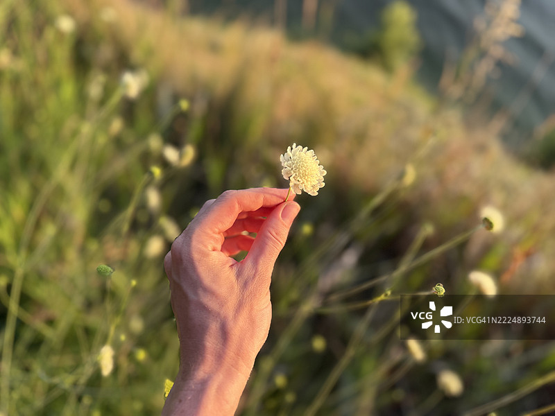 女人手中的野花，选择性对焦图片素材