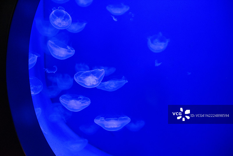 水母在深蓝色水族馆中游动图片素材