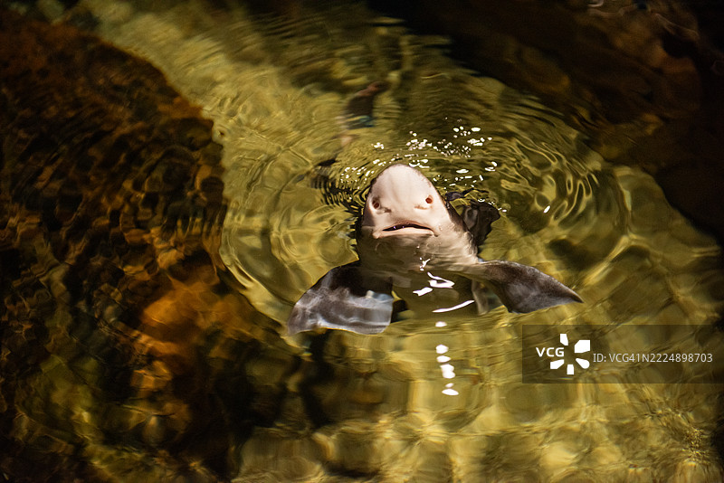 肩带鲨鱼在浅水中游泳图片素材