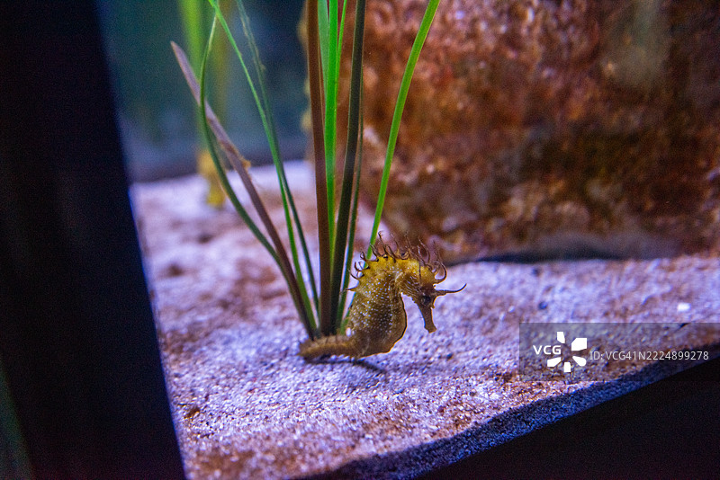 海马在水族箱中游泳，附近有绿色海草图片素材