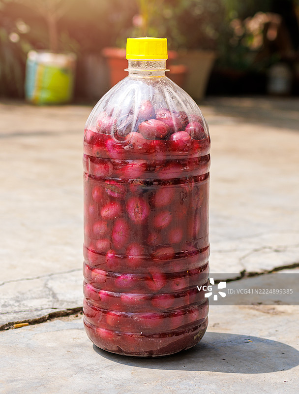 在阳光下用塑料瓶发酵黑李子（果子）图片素材
