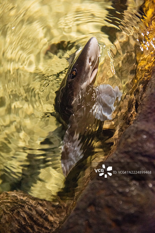 肩带鲨鱼在水族馆中靠近岩石游泳图片素材