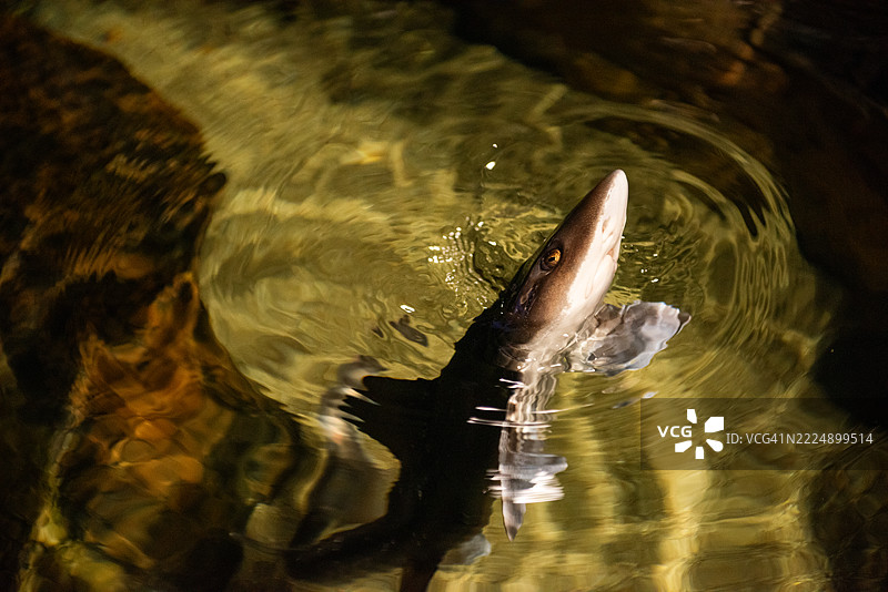 小鲨鱼在池塘中游动，激起水面的涟漪图片素材