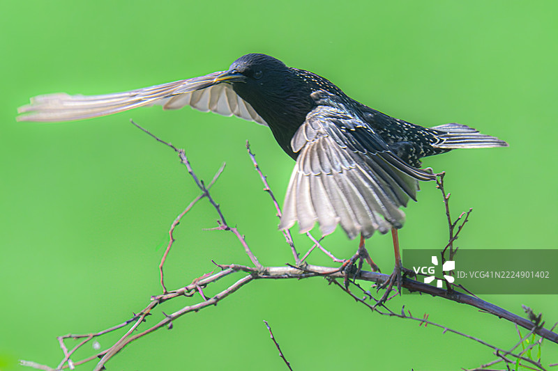 椋鸟从树枝上起飞，展开翅膀，背景是一片绿色的田野。图片素材