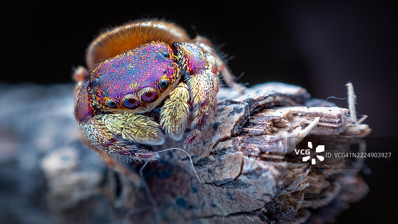 紫金色跳蛛（Irura bidenticulata）图片素材