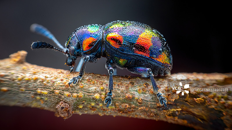 蓝色奶草甲虫；学名：Chrysochus pulcher baly图片素材