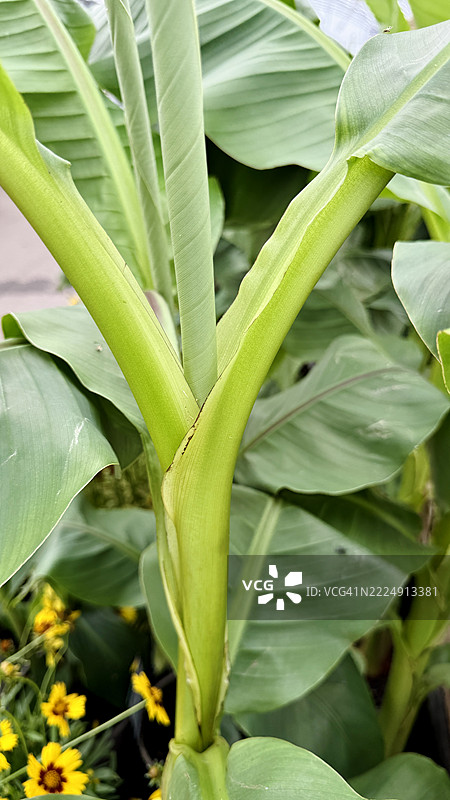 卡文迪许香蕉（Musa acuminata ‘Dwarf Cavendish’）叶子的特写图片素材