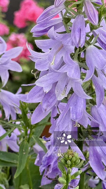 紫丁香匍匐钟花（Campanula rapunculoides）植物的花蕾、盛开和特写图片素材