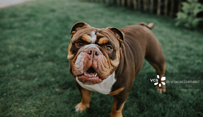 一只全种棕色和褐色的斗牛犬站在草坪上，正对着镜头。图片素材