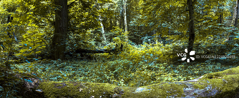 倒下的树干上覆盖着苔藓，躺在一个超现实的森林中图片素材