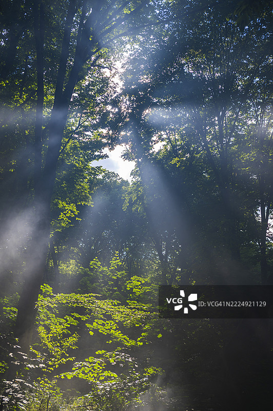 阳光透过雾气弥漫的森林中的树木，营造出神奇的氛围图片素材