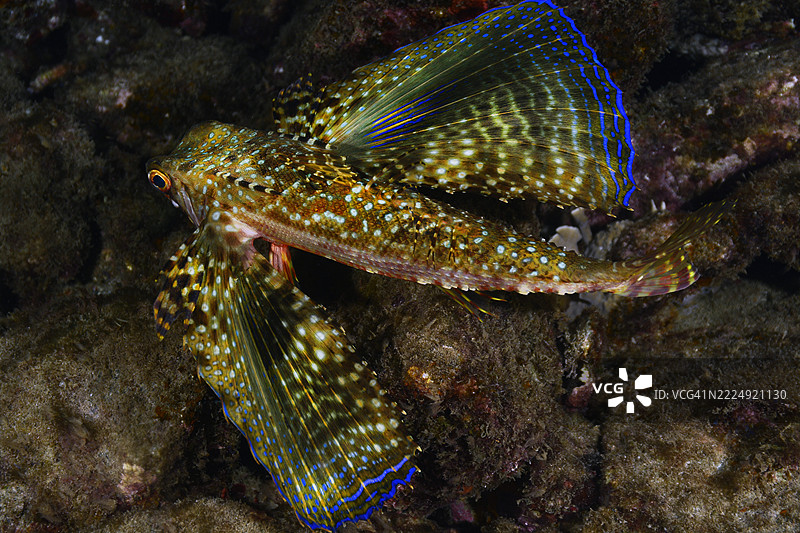 飞行鳗鱼。图片素材