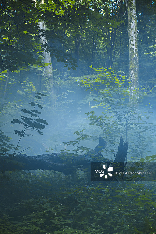 倒下的树干躺在神秘的雾霭森林中图片素材