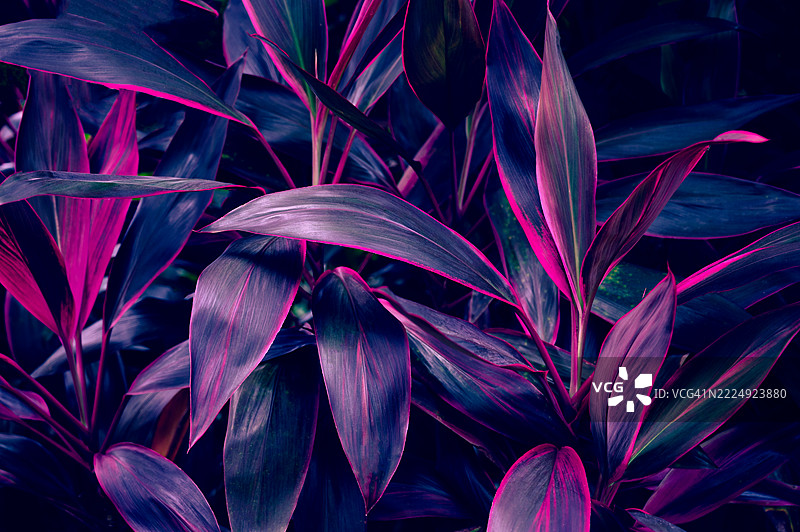 热带紫色和粉色叶子抽象自然背景图片素材