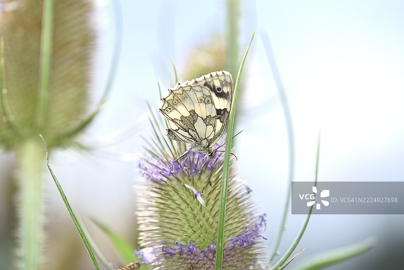 黑斑白蝶栖息在大花蓟上图片素材