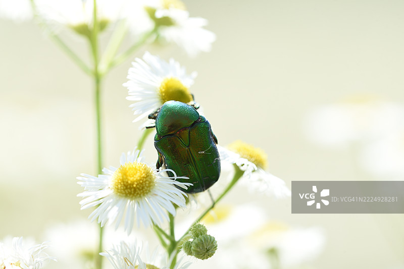 在紫菀上的甲虫亚科图片素材