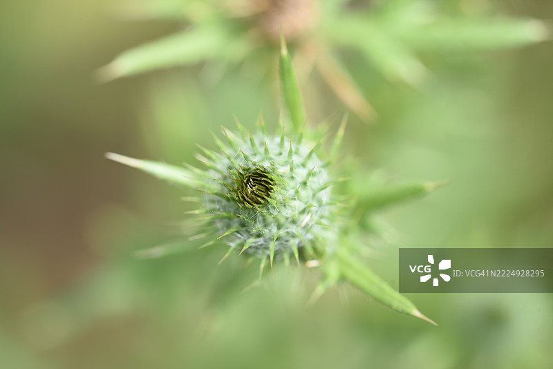 美丽的自然夏季草地植物图片素材