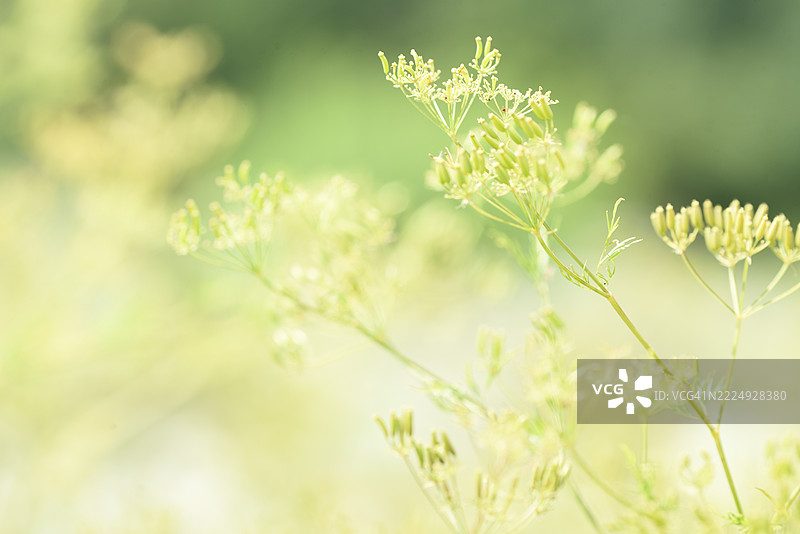 球茎香芹图片素材