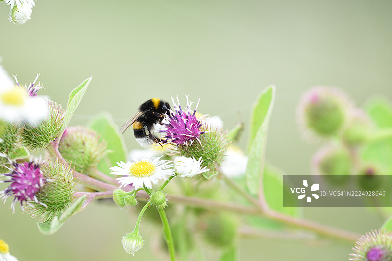 大黄蓟上的大黄蜂图片素材