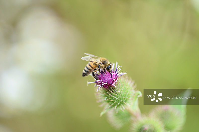 蜜蜂在牛蒡上图片素材