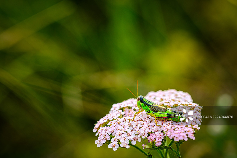 绿色蚱蜢在花上，生动自然的微距细节图片素材