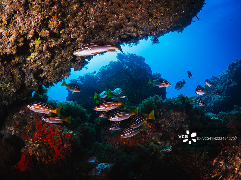 法国海豚在深蓝色海洋的岩石结构下游泳图片素材