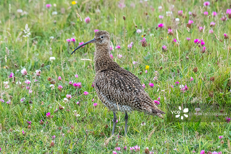 欧亚鹤（Numenius arquata），一种以其独特的长而向下弯曲的喙而闻名的大型涉禽。它是欧洲最大的涉禽，栖息在多种栖息地，包括沿海地区、泥滩、盐沼和荒地。图片素材