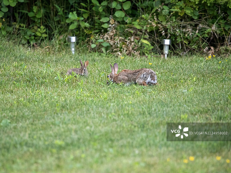 后院的兔子家庭图片素材