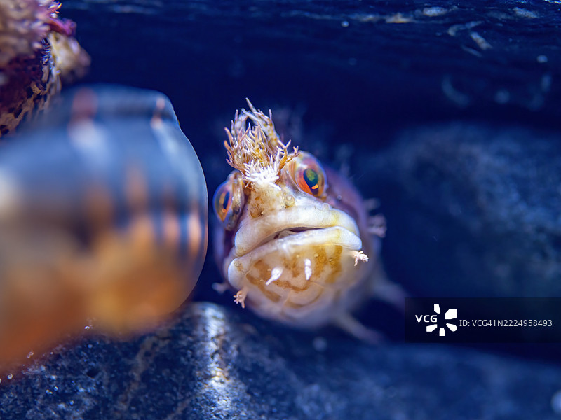 装饰性战头鱼图片素材