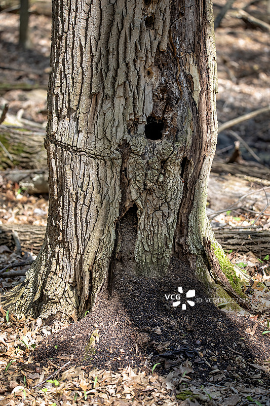 森林中的腐烂树木图片素材
