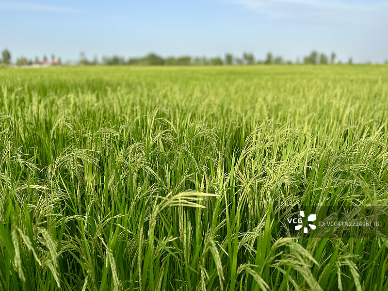 伊朗北部的稻田图片素材