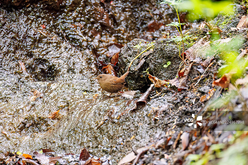可爱的欧亚鹪鹩（Troglodytes troglodytes，属于灯笼鱼科）体型小巧，声音嘈杂而急促。正在春天里洗澡。图片素材