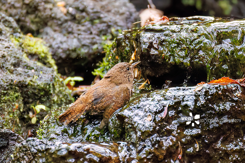 可爱的欧亚鹪鹩（Troglodytes troglodytes，属于灯笼鱼科）体型小巧，声音嘈杂而急促。正在春天里洗澡。图片素材