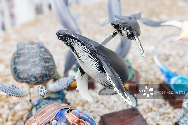 小笠原群岛生物模型。图片素材