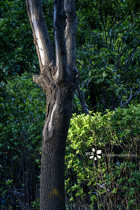 有纹理的树干和阴影中的绿色树篱图片素材