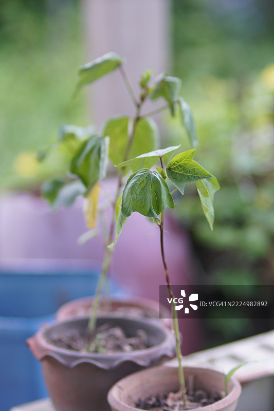 洛神花芽图片素材