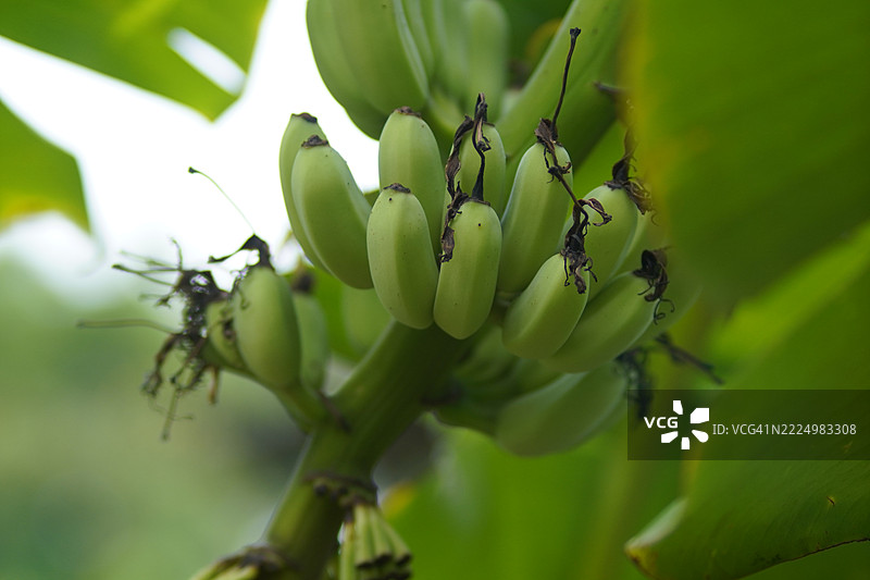 培育的香蕉品种——皮桑阿瓦克，矮小的南瓦杜卡斯，最受欢迎的甜点品种，香蕉花和树上结果的花朵，背景模糊的自然景观。图片素材