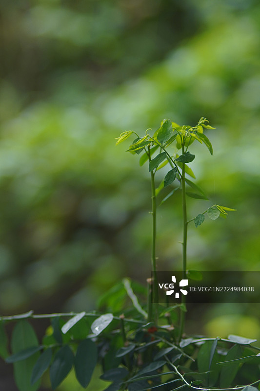 星星醋栗绿叶蔬菜在花园中盛开图片素材