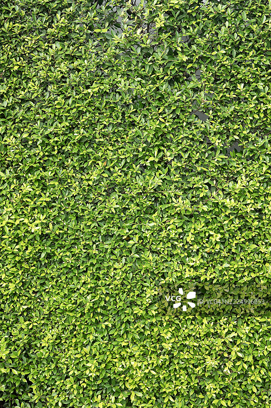 绿色叶子的真实无缝背景全景纹理图片素材