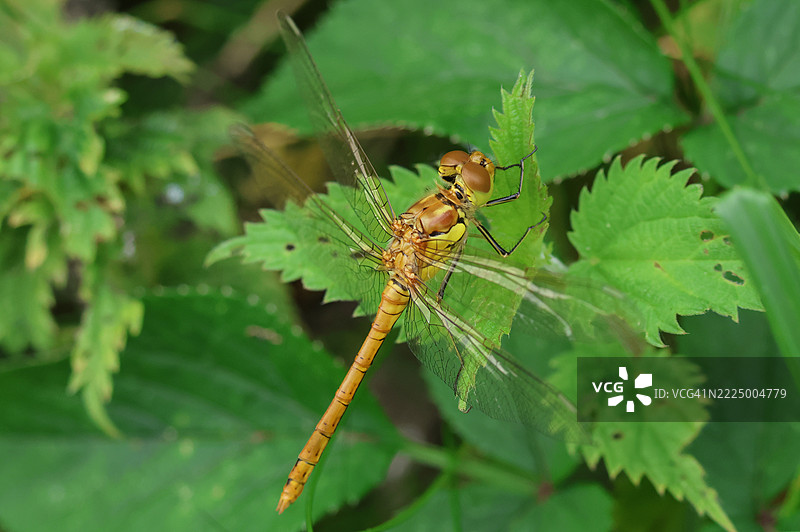 一只新出现的普通蜻蜓（Sympetrum striolatum）栖息在生长在湖边的荨麻植物上。图片素材