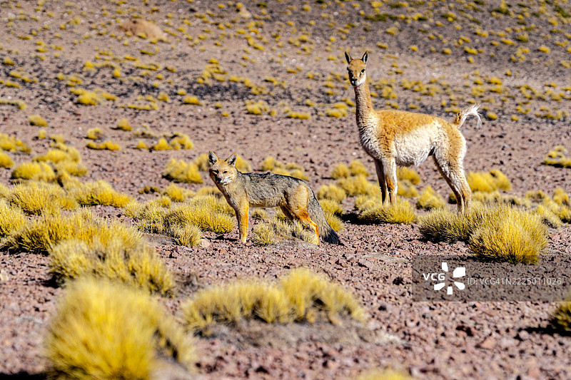 南美洲的维库尼亚与灰狐图片素材